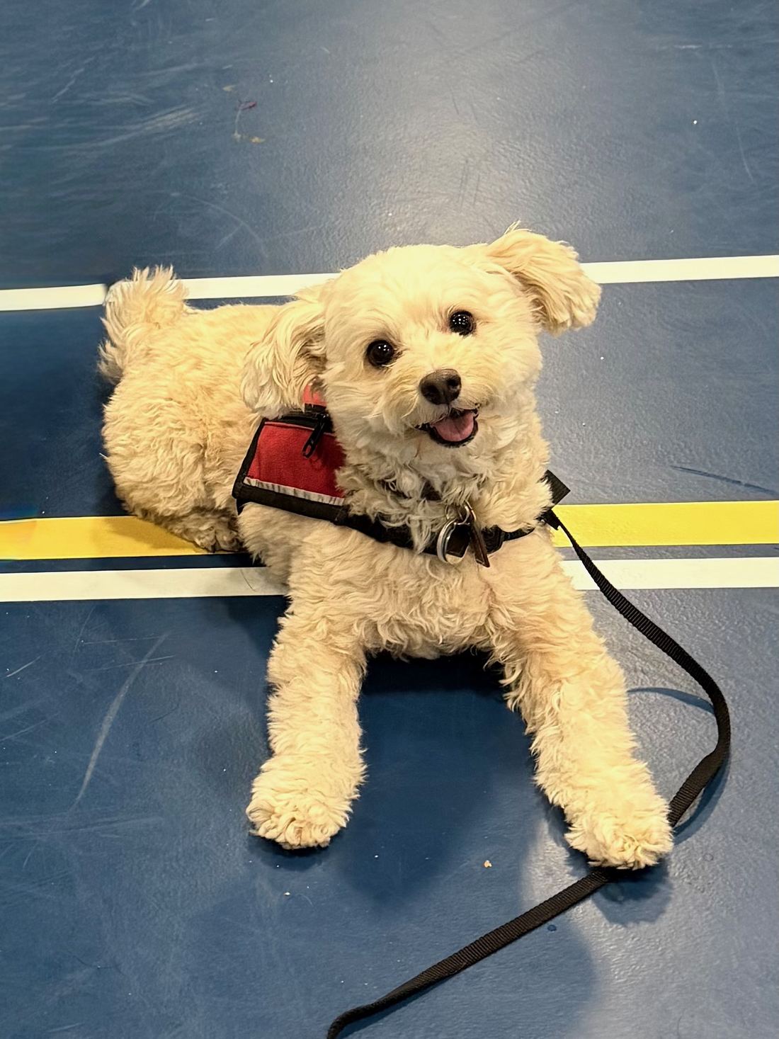 Cooper in his red therapy dog vest