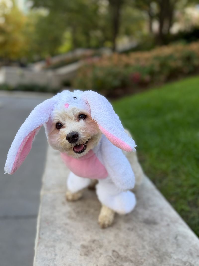 Cooper in a bunny costume