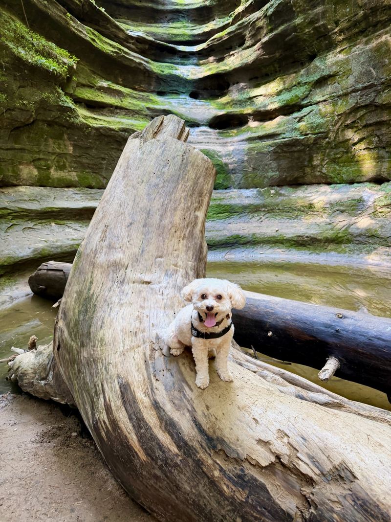 Cooper on a fallen log in a mossy canyon