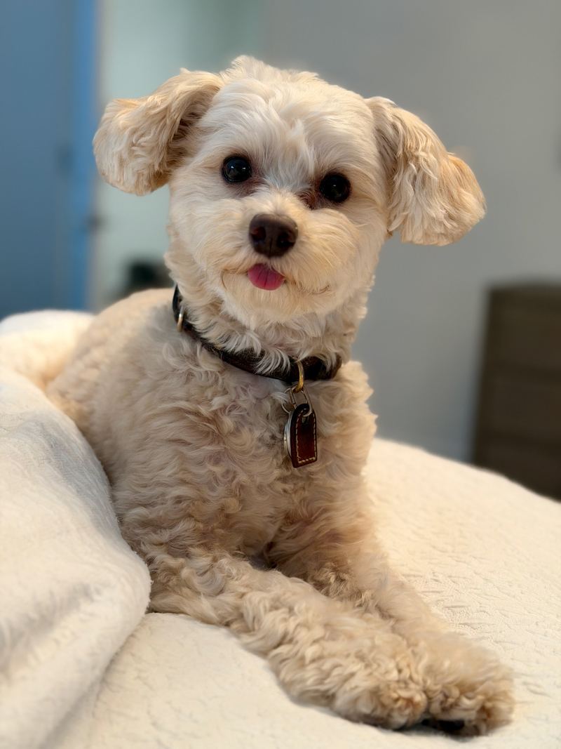 Cooper relaxing on a cream blanket