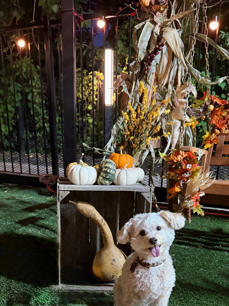 Cooper with fall pumpkins at night