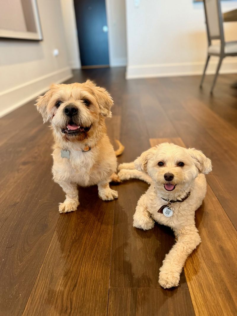 Cooper and Oscar on a wood floor at home